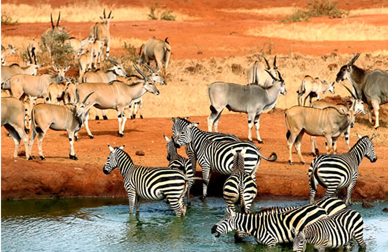 safari kenya tour operator